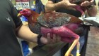 ¿Llegará el fin de las peleas de gallos en Puerto Rico?