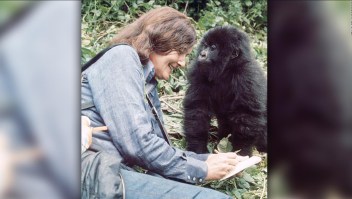 Muere el último gorila del estudio de Dian Fossey