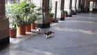 Disputa por gatos en el Palacio Nacional de México