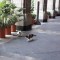 Disputa por gatos en el Palacio Nacional de México