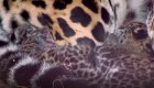 Yaguaretés de cumpleaños: conoce a estos tiernos felinos