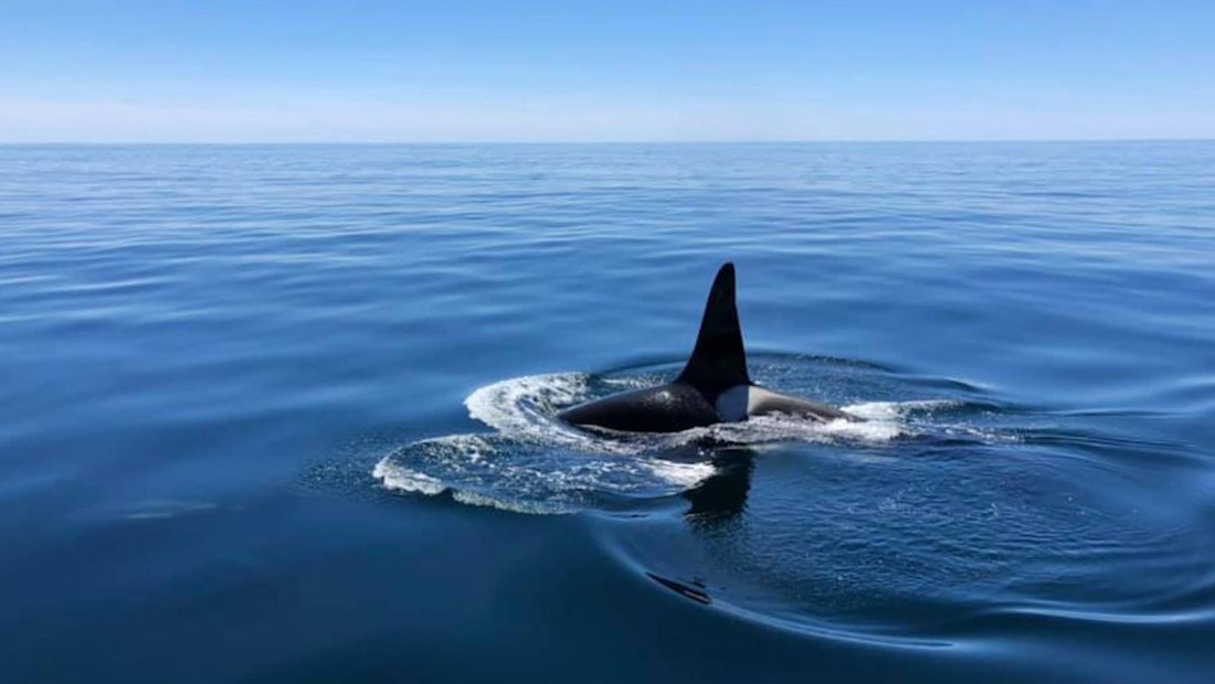 Raro video de una orca con un grupo de delfines