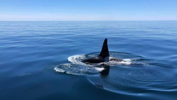 Raro video de una orca con un grupo de delfines
