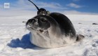 Focas con antenas ayudan a resolver misterio en la Antártida