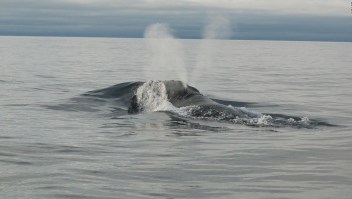 Escucha la "canción" de una rara ballena
