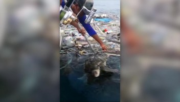 Al rescate de dos tortugas en Tailandia