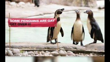 Pingüinos se suman a la celebración gay