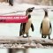 Pingüinos se suman a la celebración gay