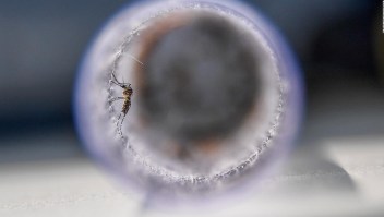 Alerta en Honduras: decenas de muertes por dengue
