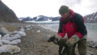 Zorra del Ártico viaja más de 3.000 kilómetros en solo 76 días