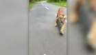 Encuentro con un tigre en una carretera de India