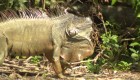 Las iguanas causan estragos en la Florida