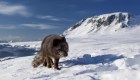 #ElDatoDeHoy: zorra ártica viaja de Noruega a Canadá