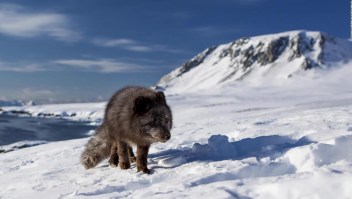 #ElDatoDeHoy: zorra ártica viaja de Noruega a Canadá
