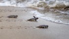 Estas tortugas marinas eclipsaron los fuegos artificiales