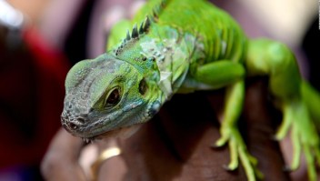 Florida busca terminar con la invasión de iguanas verdes