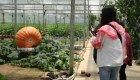 Crean calabazas gigantes en el suroeste de China