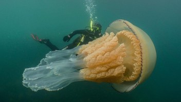 Graban una rara medusa gigante, del tamaño de un humano