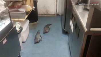 Una pareja de pingüinos encontró un restaurante del que no se quieren ir