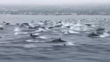 Captan en video una manada de delfines en California