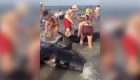 Bañistas salvan ballenas varadas en la costa