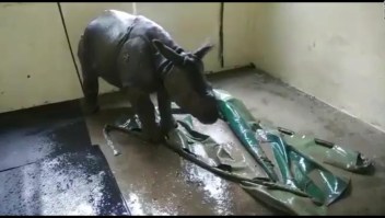 Rescatan a bebé rinoceronte en India