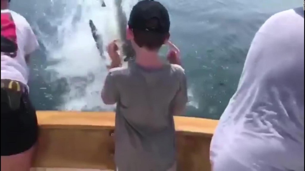 Un tiburón blanco se roba el esfuerzo de estos pescadores
