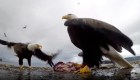 Un águila robó una GoPro y grabó este impresionante video