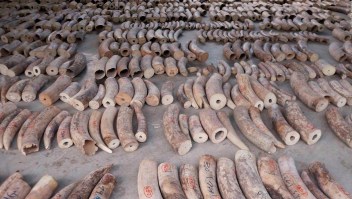 Decomisan casi US$ 13 millones en marfil de elefante africano