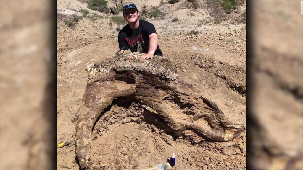 EE.UU.: hallan cráneo de dinosaurio de hace 65 millones de años