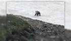 Captan a oso que intentaba cruzar un campo de nieve