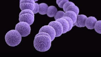 ¿Qué es la bacteria comecarne?