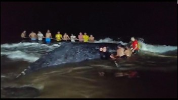 Pescadores luchan por devolver al mar a una ballena