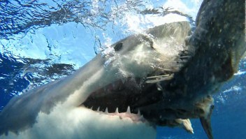 Cierran playa en Massachusetts por tiburones