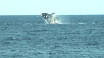 Este es el mejor destino en Sudamérica para observar ballenas