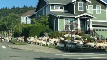 Cabras "cortacésped" invaden un vecindario de EE.UU.