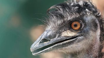 Un emú suelto en Carolina del Norte