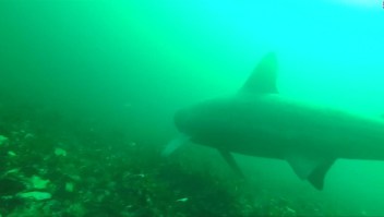 "SharkCam" nos acerca a los tiburones peregrinos