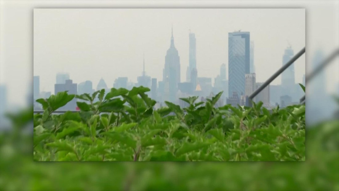 Así luce el cultivo de azotea más grande de Nueva York