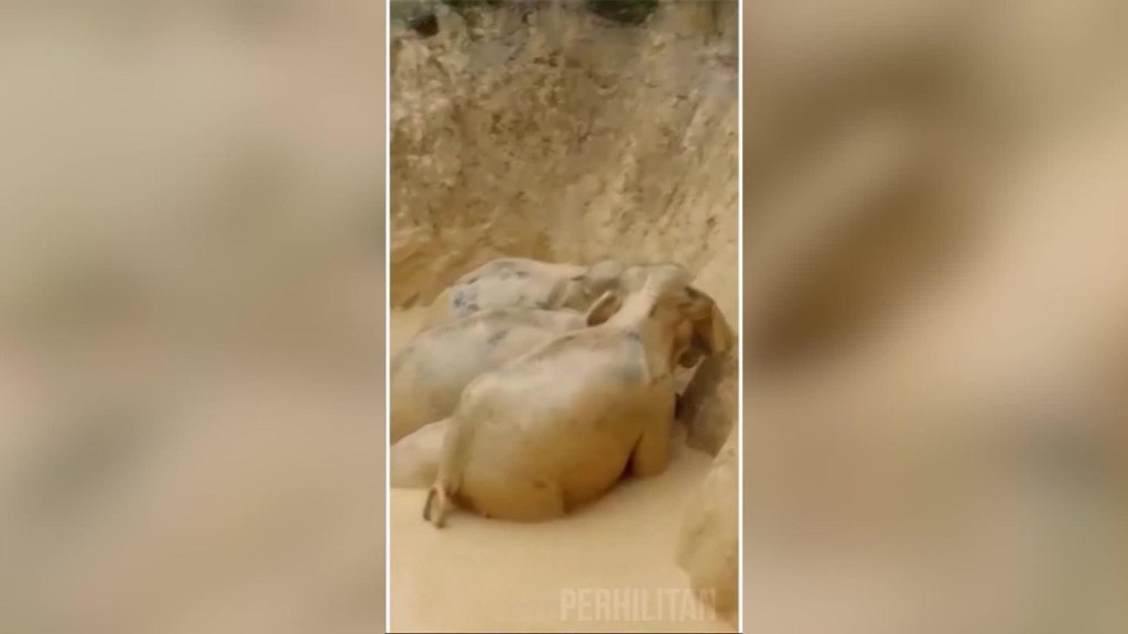 Rescatan aelefantes atrapados en un hoyo de lodo en Malasia