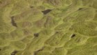 Los peligros de las algas tóxicas