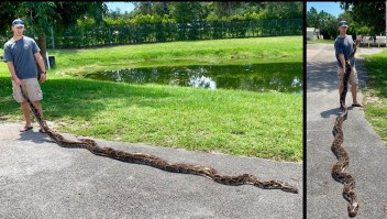 Una pitón de más de 5 metros fue capturada en Florida