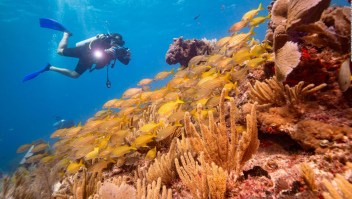Quintana Roo contrata seguro para sus arrecifes