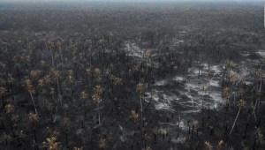 Dejar de comprar materia prima de Brasil, ¿prevendría los incendios forestales?