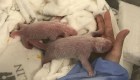 Nacen pandas gemelos en Berlín
