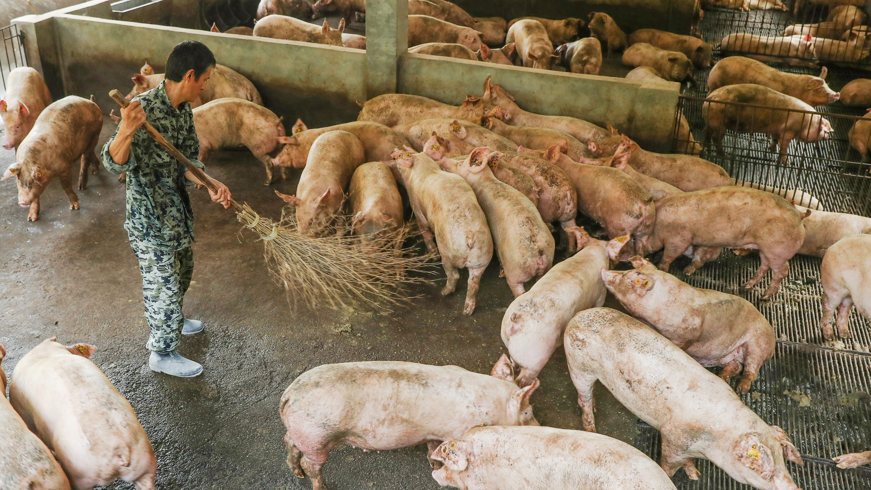 GUANG AN, CHINA - AUGUST 27: A worker cleans up a pigsty at a pig farm on August 9, 2019 in Guang an, Sichuan Province of China. China's consumer price index (CPI) rose 2.8 percent year-on-year in July, according to the data released by National Bureau of Statistics (NBS) on Friday. (Photo by Qiu Haiying/VCG via Getty Images)