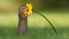 La curiosa foto viral de una ardilla oliendo una flor