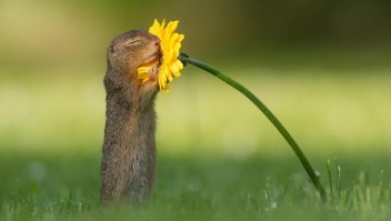 La curiosa foto viral de una ardilla oliendo una flor