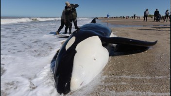 Arduo rescate de orcas en Argentina