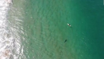 Un dron le advirtió que tenía cerca a un tiburón